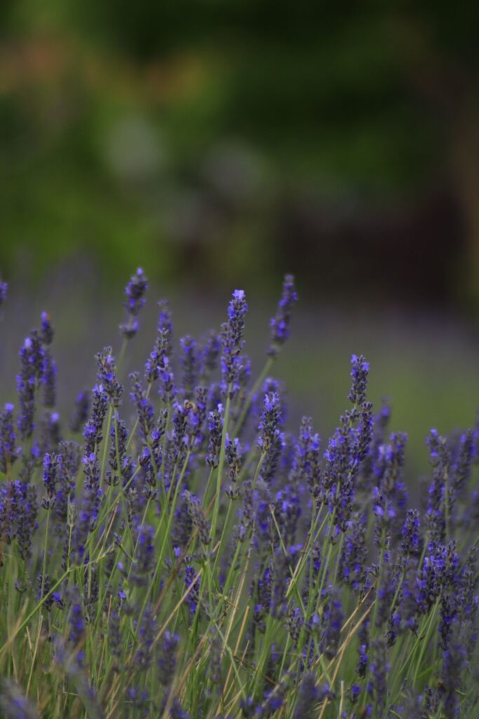 Purple lavender flowers in a field for peace and sleep magic.