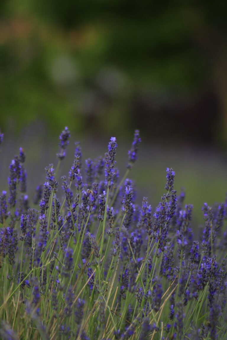Purple lavender flowers in a field for peace and sleep magic.