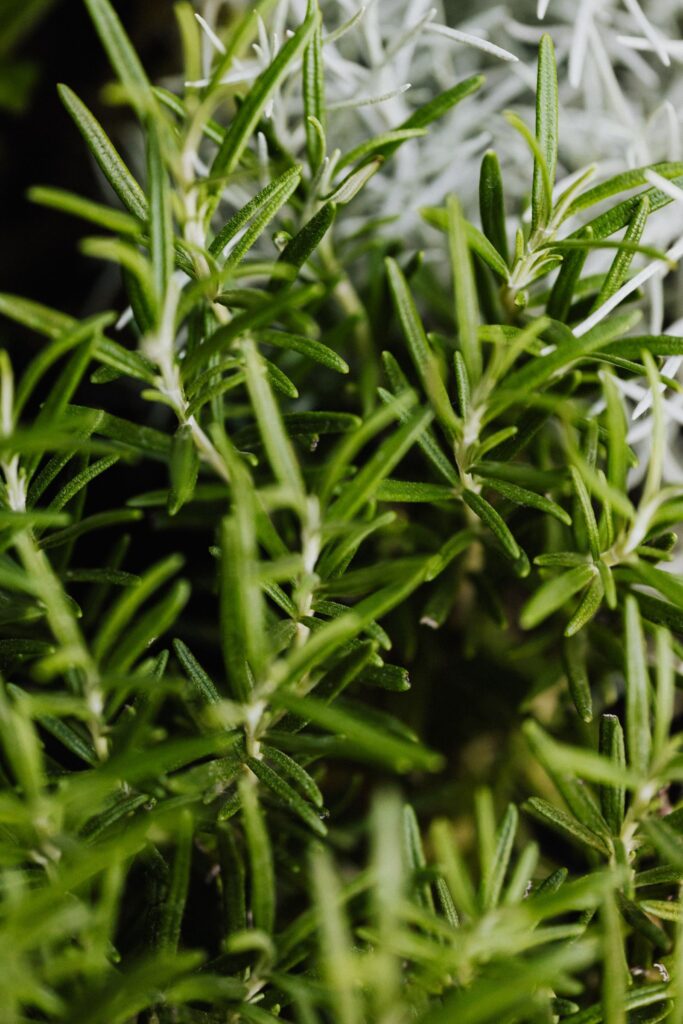 Close-up of fresh rosemary leaves for magical herb work.