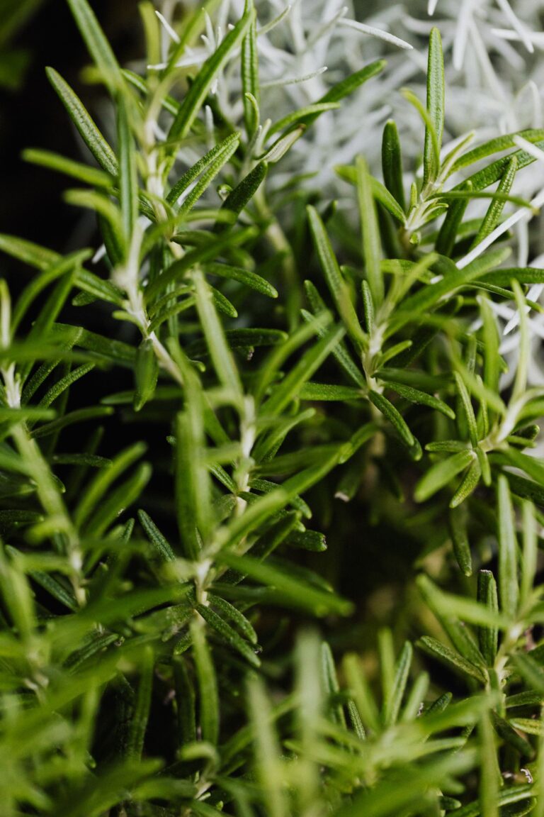 Close-up of fresh rosemary leaves for magical herb work.