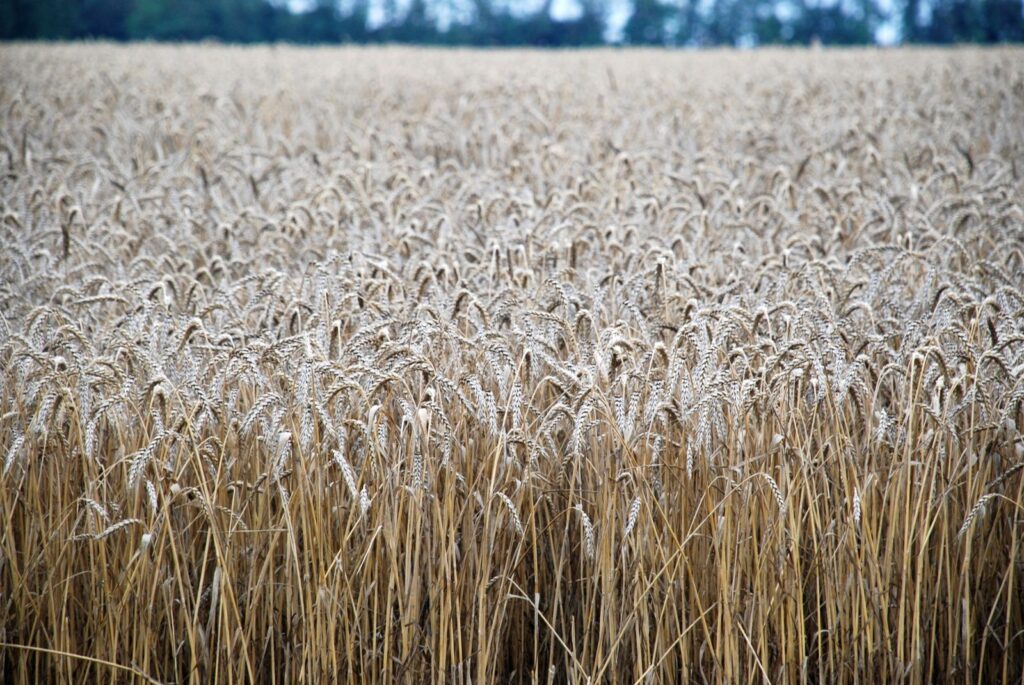 Lammas 2026: First Harvest Meaning, Rituals, Herbs, Crystals, and Recipes