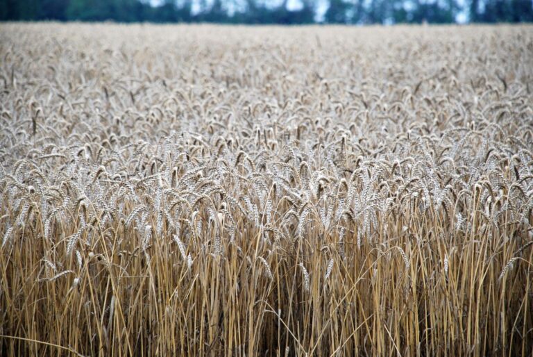 Lammas 2026: First Harvest Meaning, Rituals, Herbs, Crystals, and Recipes